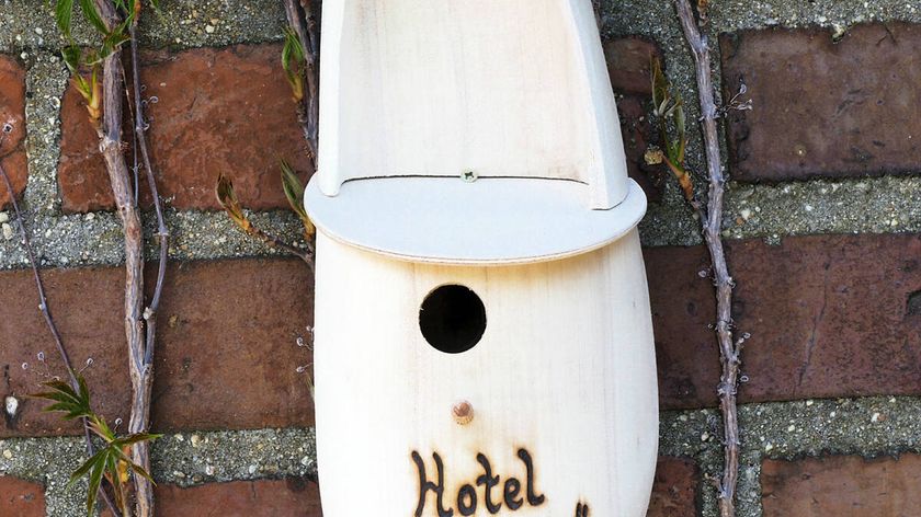 Holzschuh als Nistkasten Hotel zur Meise