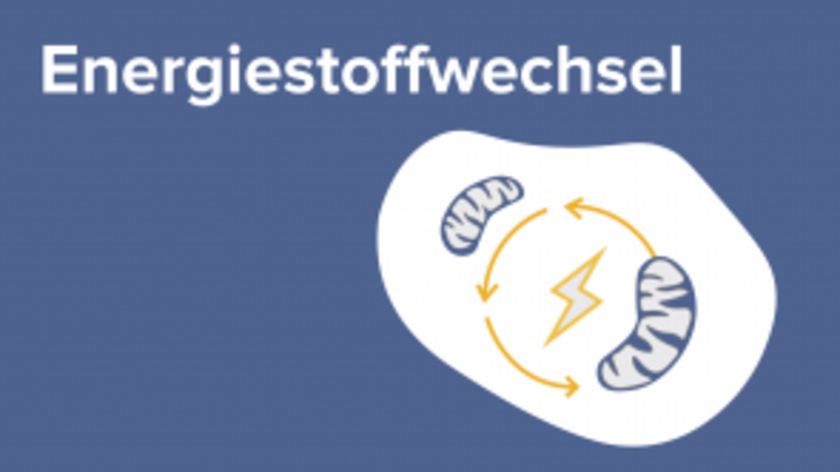 Energiestoffwechsel