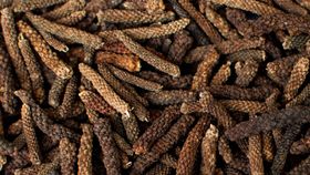 Langer Urwaldpfeffer