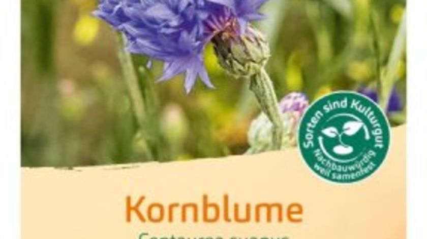 Bingenheimer Saatgut Kornblume