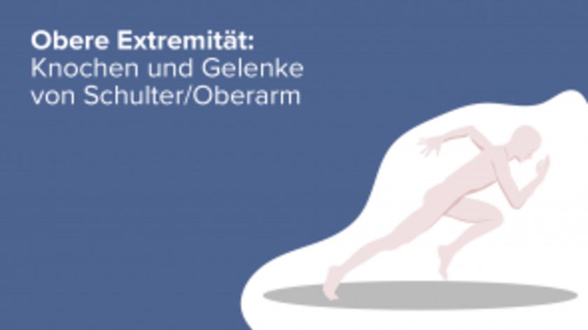 Obere Extremität: Knochen und Gelenke von Schulter/Oberarm