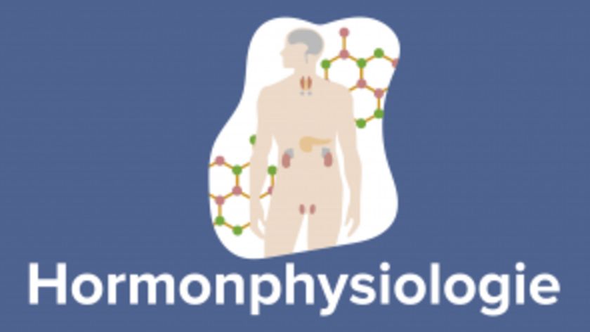 Hormonphysiologie