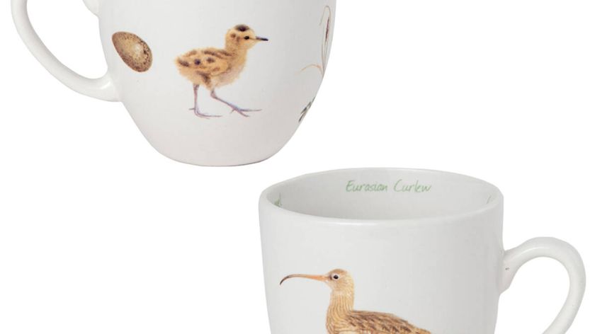 Tasse Großer Brachvogel