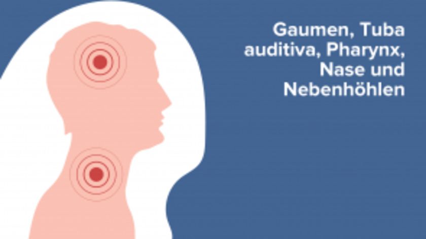 Gaumen, Tuba auditiva, Pharynx, Nase und Nebenhöhlen