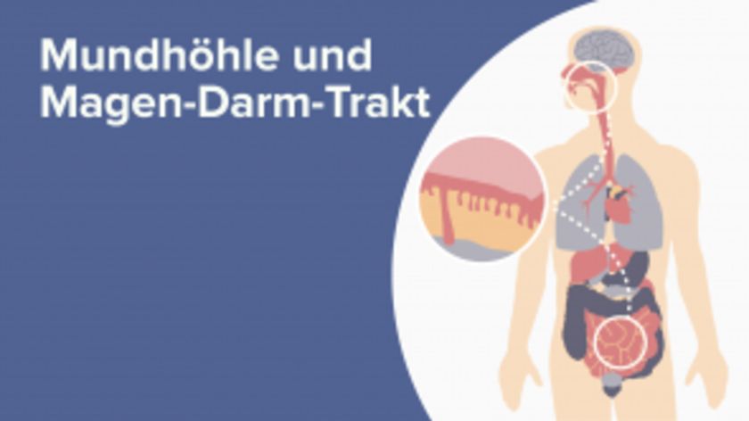 Mundhöhle und Magen-Darm-Trakt