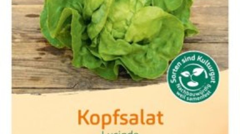 Bingenheimer Saatgut Kopfsalat Lucinde