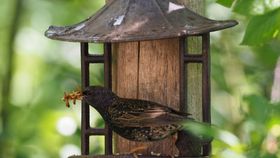 Lebende Mehlwürmer 100 g Wildvogelfutter