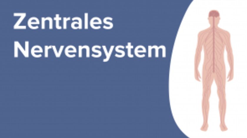 Zentrales Nervensystem