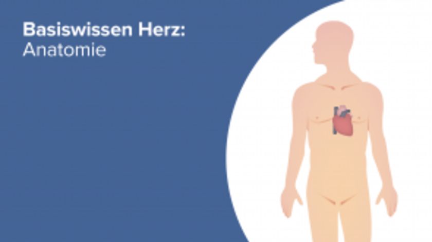 Basiswissen Herz Anatomie