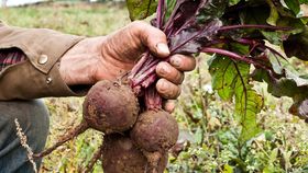 Rote Beete Robuschka