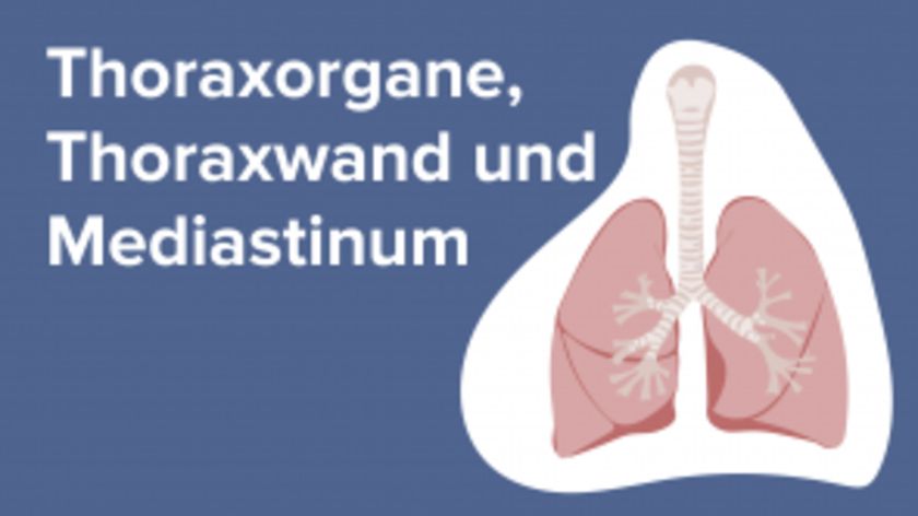 Thoraxorgane, Thoraxwand und Mediastinum