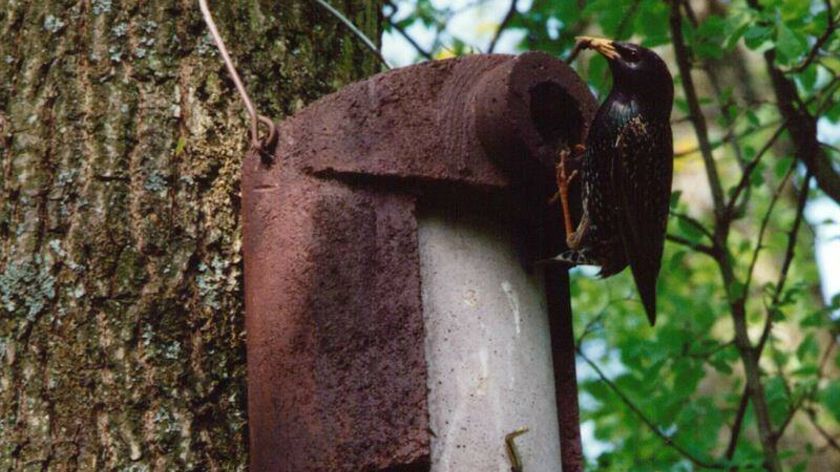 Starenkasten aus Holzbeton mit Katzenschutz 45 mm