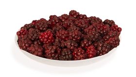 Brombeeren, gefriergetrocknet