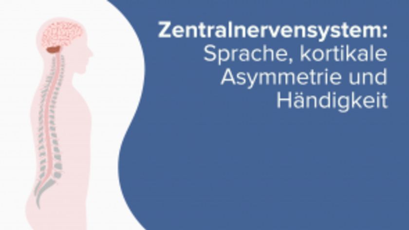 Zentralnervensystem: Sprache, kortikale Asymmetrie und Händigkeit