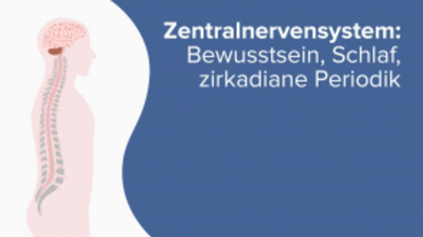 Zentralnervensystem: Bewusstsein, Schlaf, zirkadiane Periodik