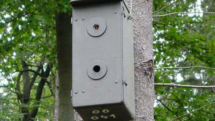 Hornissennistkasten als Munitionskiste